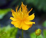 Flower 8W58D-09
